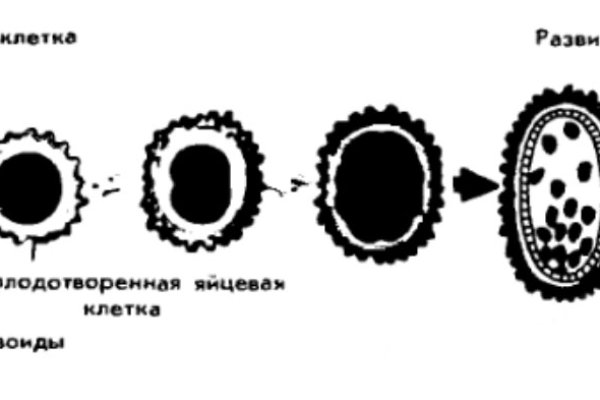 Кракен даркет